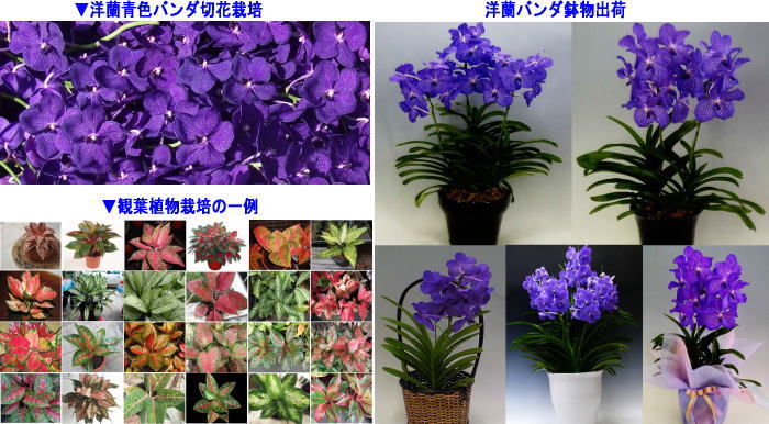 eirisaibai2222.jpg