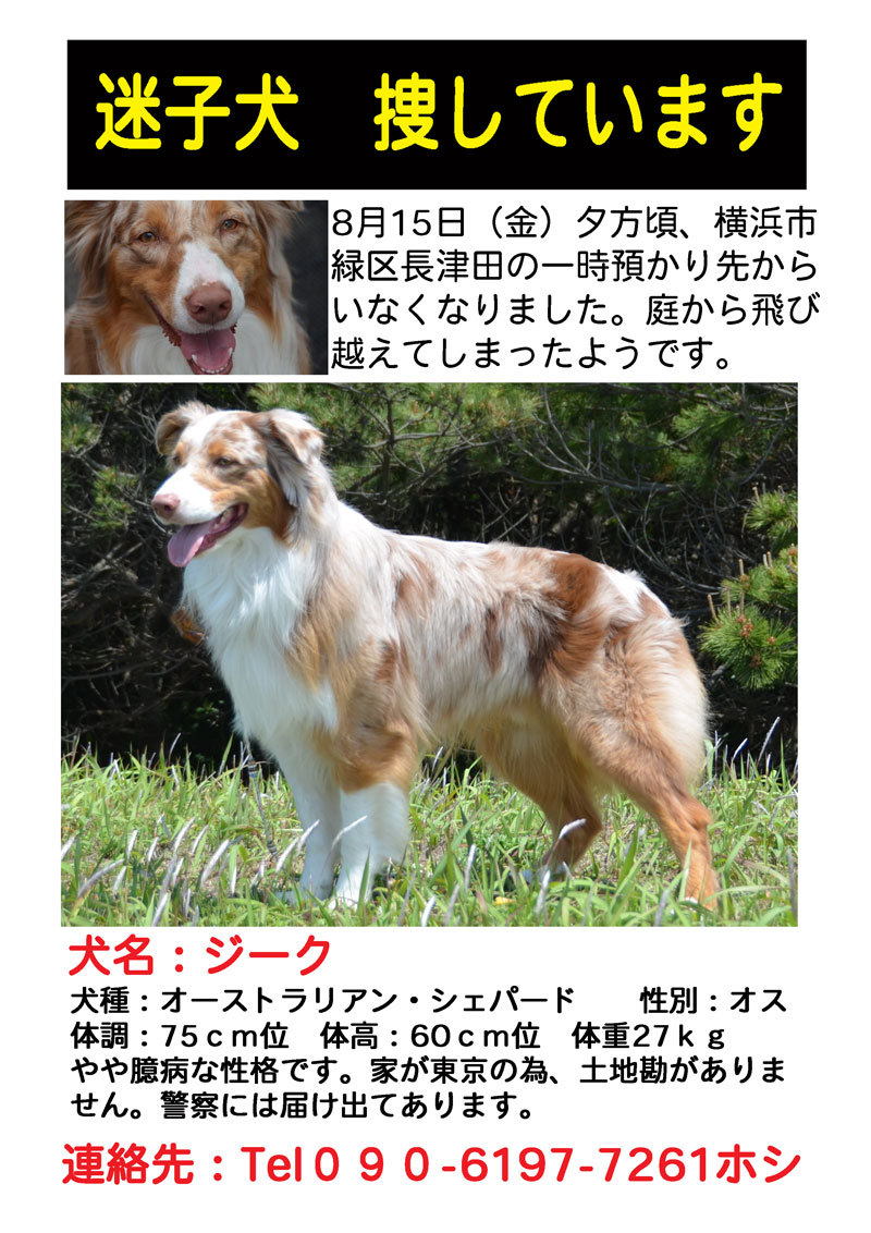 迷い犬