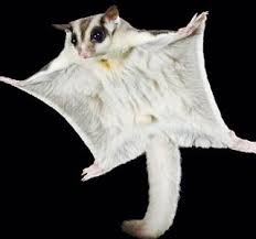 振袖的むささび