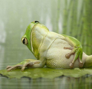 frogbelly-ache-300x291.jpg