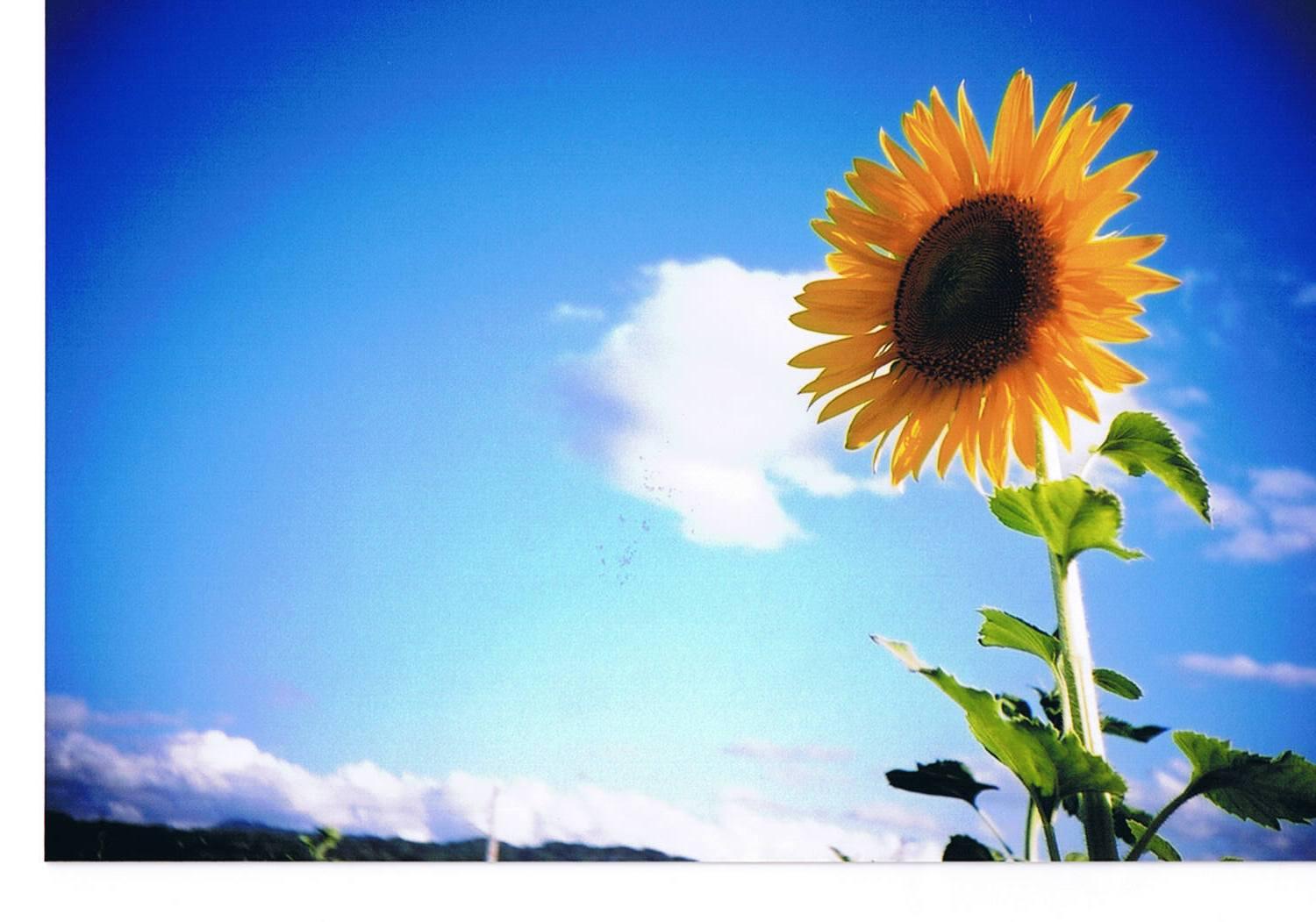 元の画像を表示 向日葵画像 に対する画像結果