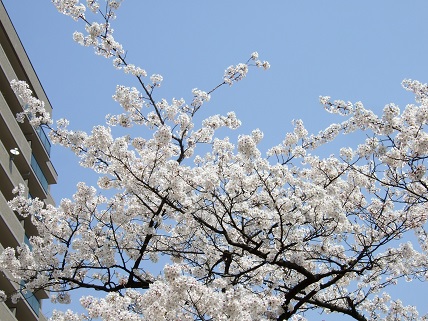 noppblog20140408_004