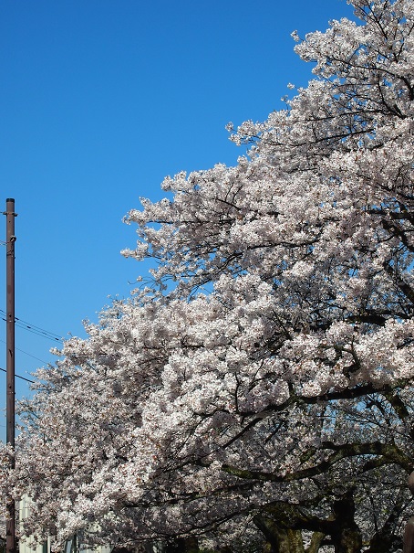 noppblog20140412_006