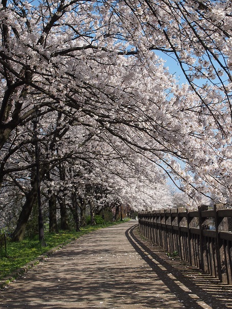 noppblog20140412_007