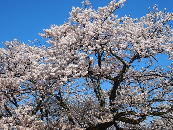 noppblog20140412_008