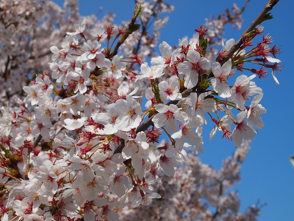 noppblog20140413_001