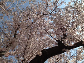 sakura.jpg