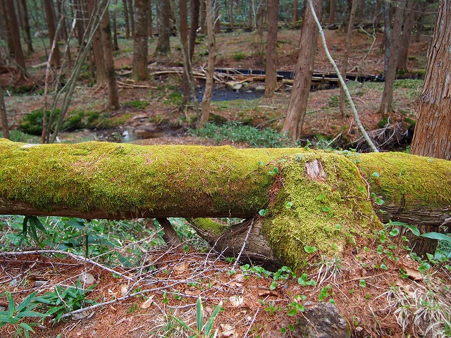 P4280908.jpg