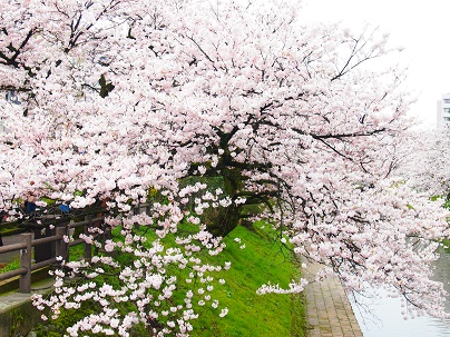 noppblog20150404_001