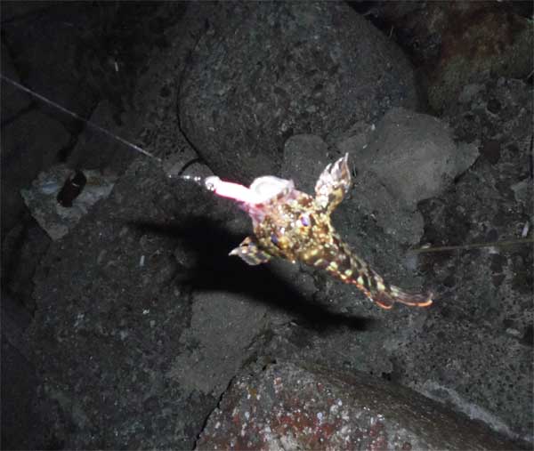 メバリング　でもガシラ