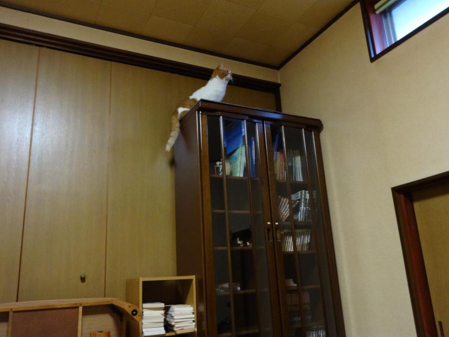 DSC02870_convert_20150401022839.jpg