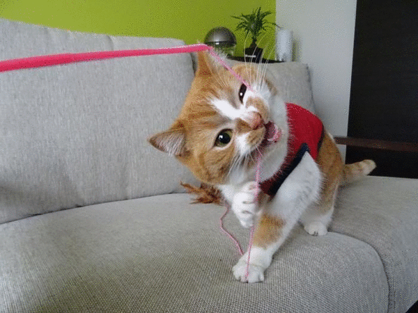 bloggif_55208bd554e6e.gif