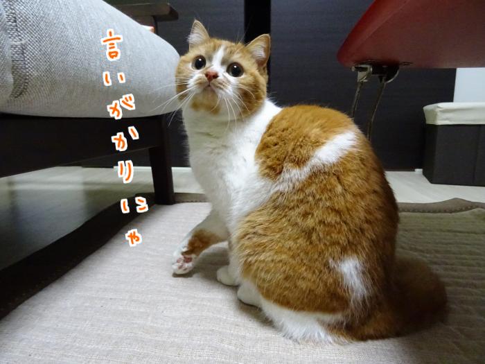 zOJn3t68Lxw1WdJ1428693710_1428693859.jpg
