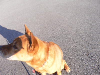 01267.gif