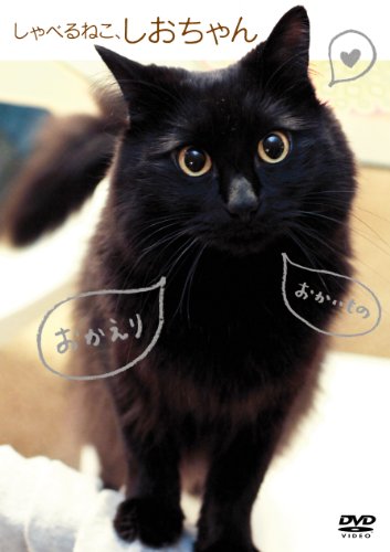 しおちゃん猫