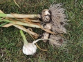 DSCN4564.jpg