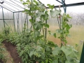 DSCN4565.jpg