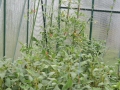 DSCN4566.jpg