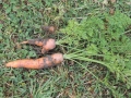 DSCN4568.jpg