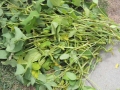 DSCN4594.jpg
