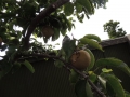 DSCN4619.jpg