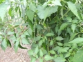 DSCN4631.jpg