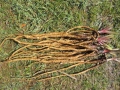 DSCN4641.jpg