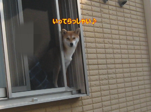 「ワンちゃん いってらっしゃい」の画像検索結果