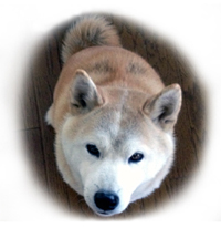 柴犬イメージ