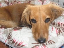 フラワーセラピストのつぶやき フラワースクールf.message 【茨城県筑西市】