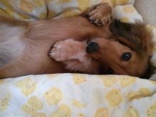 フラワーセラピストのつぶやき　フラワースクールｆ.message 【茨城県筑西市】