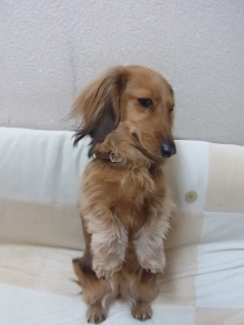 フラワーセラピストのつぶやき　フラワースクールｆ.message 【茨城県筑西市】