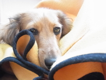 フラワーセラピストのつぶやき フラワースクールf.message 【茨城県筑西市】