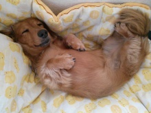 フラワーセラピストのつぶやき フラワースクールf.message 【茨城県筑西市】