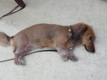 フラワーセラピストのつぶやき　フラワースクールｆ.message 【茨城県筑西市】