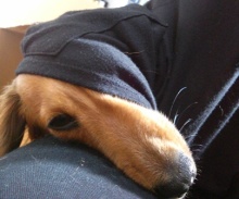 フラワーセラピストのつぶやき　フラワースクールｆ.message 【茨城県筑西市】