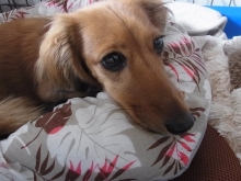 フラワーセラピストのつぶやき　フラワースクールｆ.message 【茨城県筑西市】