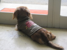 フラワーセラピストのつぶやき　フラワースクールｆ.message 【茨城県筑西市】