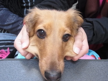 フラワーセラピストのつぶやき フラワースクールf.message 【茨城県筑西市】