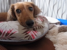 フラワーセラピストのつぶやき フラワースクールf.message 【茨城県筑西市】