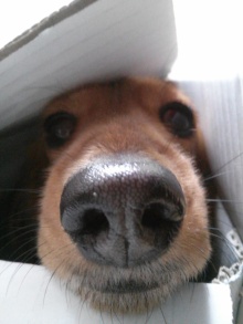 フラワーセラピストのつぶやき　フラワースクールｆ.message 【茨城県筑西市】