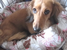 フラワーセラピストのつぶやき フラワースクールf.message 【茨城県筑西市】