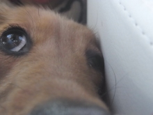 フラワーセラピストのつぶやき　フラワースクールｆ.message 【茨城県筑西市】