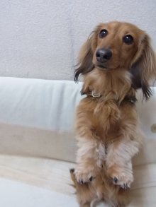 フラワーセラピストのつぶやき　フラワースクールｆ.message 【茨城県筑西市】