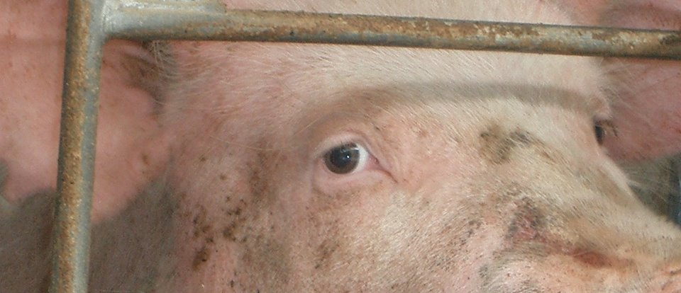 厚生労働省の回答 何もしません と畜場で水が飲めない動物たち 認定npo法人アニマルライツセンター