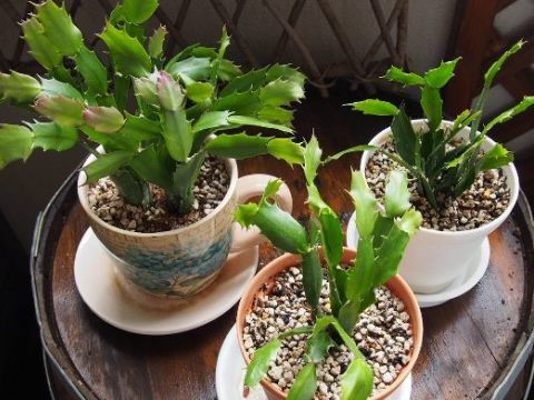 シャコバサボテン