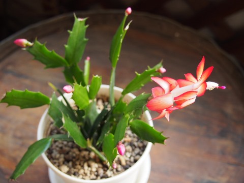 シャコバサボテン