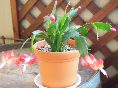 シャコバサボテン