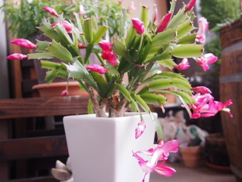 シャコバサボテン