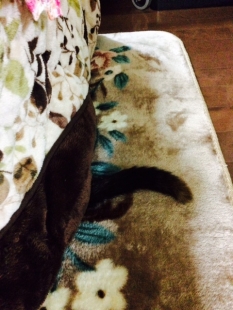 ワサビさんの尻尾